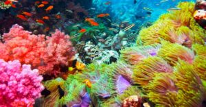 Snorkeling1